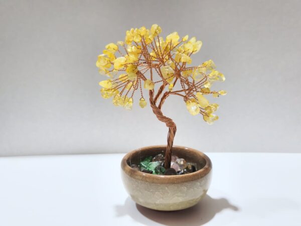 Bonsai Árbol de la Vida - Imagen 5